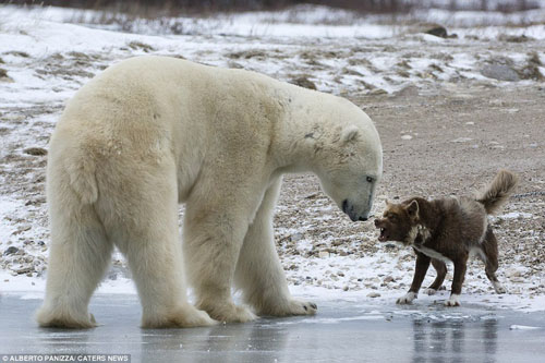 Собака атакует белого медведя 1